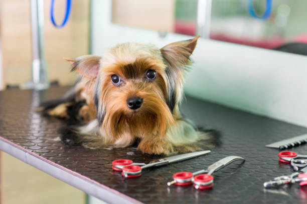 Benefits of Using a Local Mobile Pet Groomer